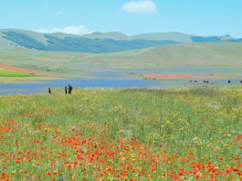Fioriture a Castelluccio di Norcia: un’esplosione di colori nel cuore dell’Italia fioriture castelluccio
