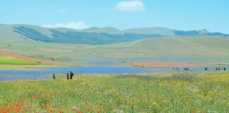 Fioriture a Castelluccio di Norcia: un’esplosione di colori nel cuore dell’Italia fioriture castelluccio