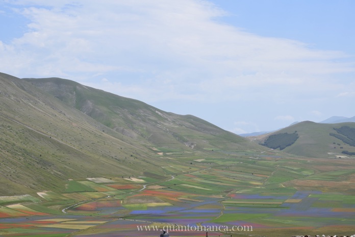 castelluccio fioritura