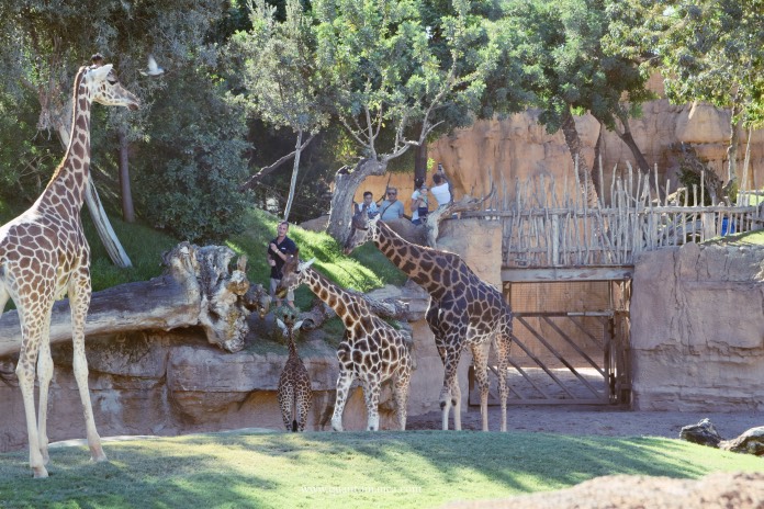 bioparc valencia