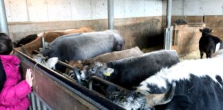 Alla scoperta della campagna veneta nelle fattorie didattiche Bambini che accarezzano animali in una fattoria didattica in Veneto durante un laboratorio educativo