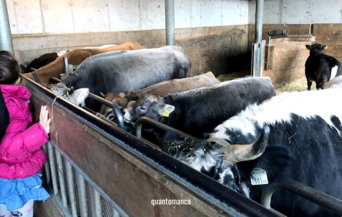 Bambini che accarezzano animali in una fattoria didattica in Veneto durante un laboratorio educativo