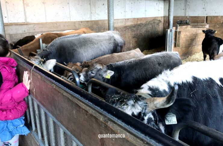 Alla scoperta della campagna veneta nelle fattorie didattiche Bambini che accarezzano animali in una fattoria didattica in Veneto durante un laboratorio educativo