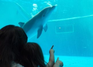 Vivi all’ acquario di Genova la magia del Natale e Capodanno natale acquario di genova