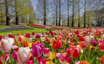 Parco Keukenhof, il giardino più bello dell’ Olanda