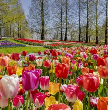 Parco Keukenhof, il giardino più bello dell’ Olanda