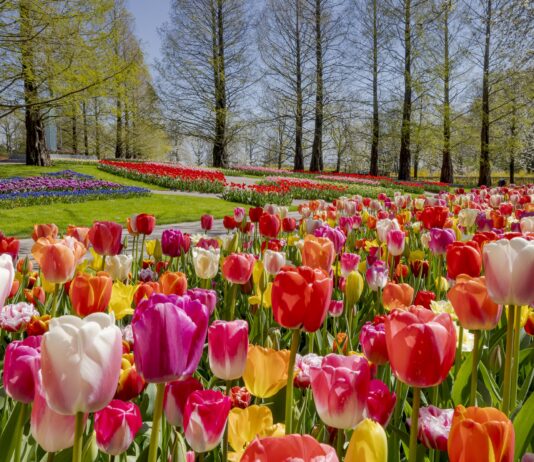 Parco Keukenhof, il giardino più bello dell’ Olanda