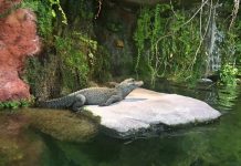 Tierpark Hellabrunn: lo zoo di Monaco di Baviera – Consigli pratici per visitarlo tierpark hellabrun, zoo monaco