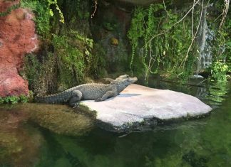 Tierpark Hellabrunn: lo zoo di Monaco di Baviera – Consigli pratici per visitarlo tierpark hellabrun, zoo monaco