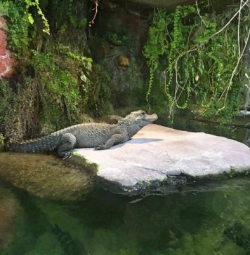 Tierpark Hellabrunn: lo zoo di Monaco di Baviera – Consigli pratici per visitarlo tierpark hellabrun, zoo monaco