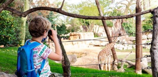 Bioparco di Valencia: Guida completa e Consigli “Salva-Genitori” per la visita bambino che fotografa le giraffe al bioparco zoo di valancia