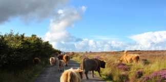 Alla scoperta del Devon in Inghilterra con neonata devon e cornovaglia, exmoor