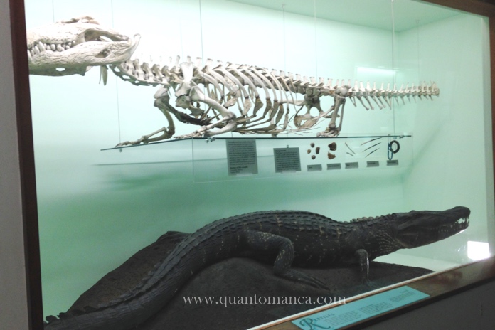 museo storia naturale londra