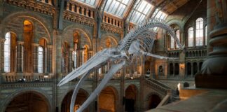 Londra per bambini: itinerario di 3 giorni tra musei, parchi e… scoiattoli musei londra