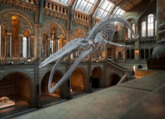 Londra per bambini: itinerario di 3 giorni tra musei, parchi e… scoiattoli musei londra