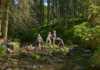 Foresta nera in Germania per una vacanza all’ insegna del verde foresta nera con bambini