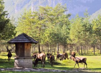 Dolomiti Friulane: un mondo di avventure family friendly