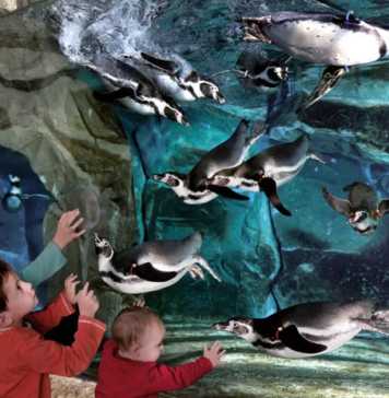 Parchi della Riviera Romagnola: le novità 2025 parchi emilia romagna