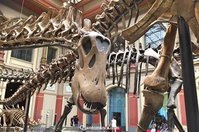 museo dinosauri