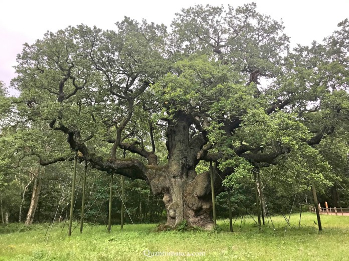 inghilterra cosa vedere, major oak sherwood forest