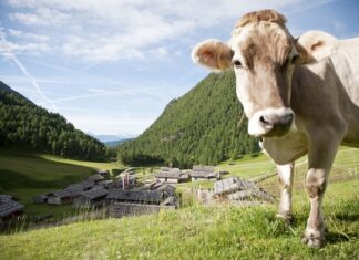 In Alto Adige un sentiero per famiglie per vivere le avventure di Re Artù