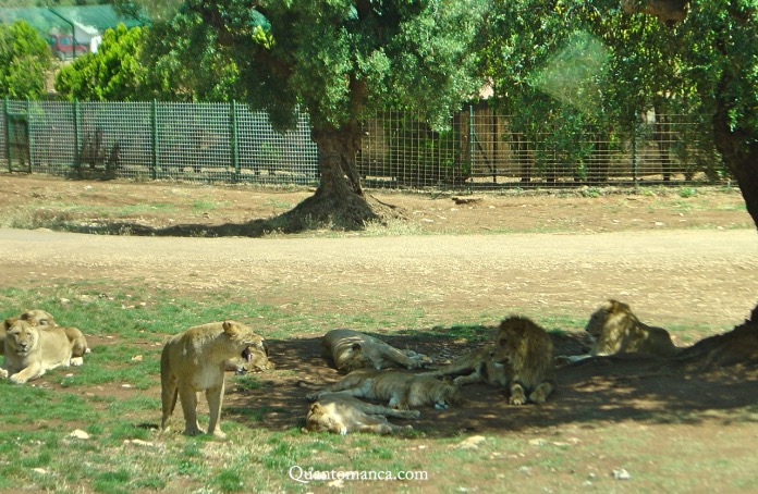 fasano zoo safari