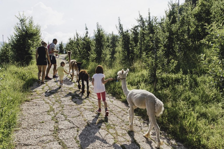 passeggiata con alpaca