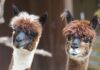 W la tenerezza: dove passeggiare con gli alpaca passeggiate con