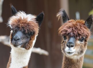 W la tenerezza: dove passeggiare con gli alpaca passeggiate con