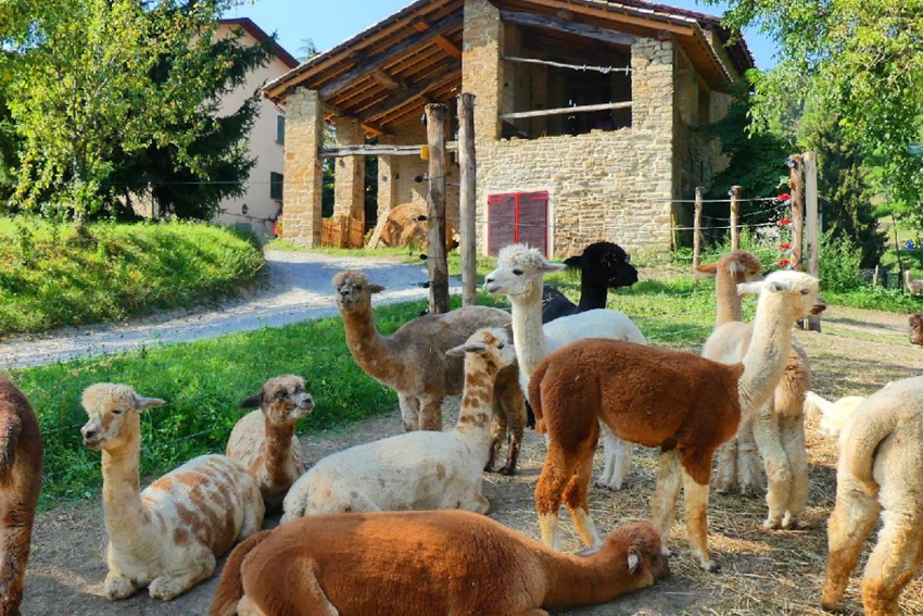 passeggiate con alpaca