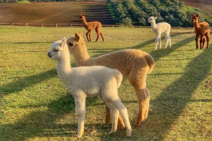 passeggiate con alpaca