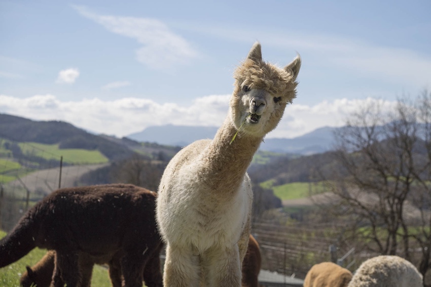 passeggiata con alpaca