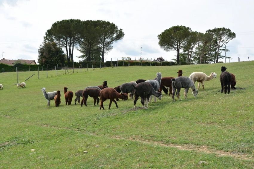 passeggiata con alpaca