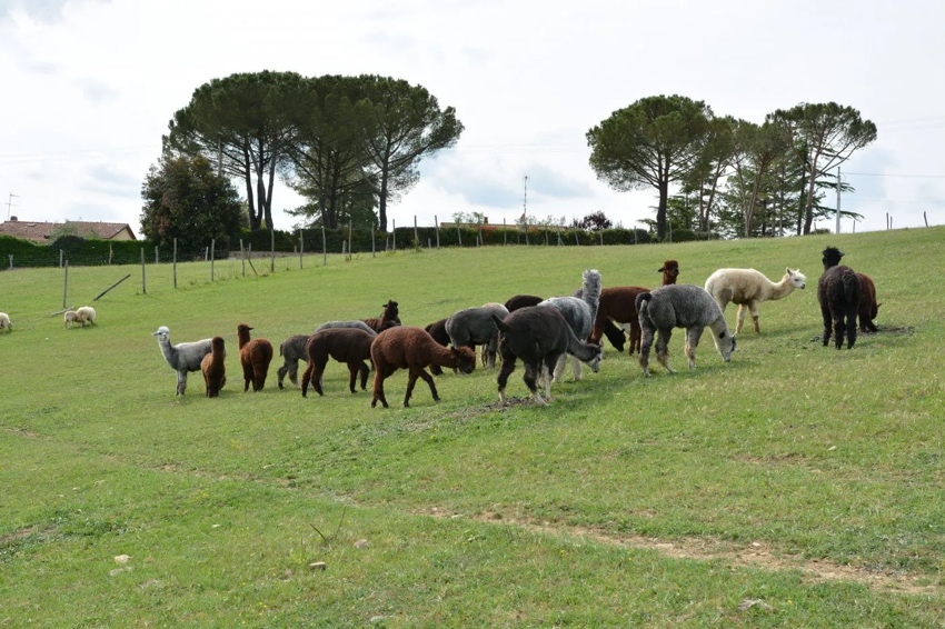 passeggiata con alpaca