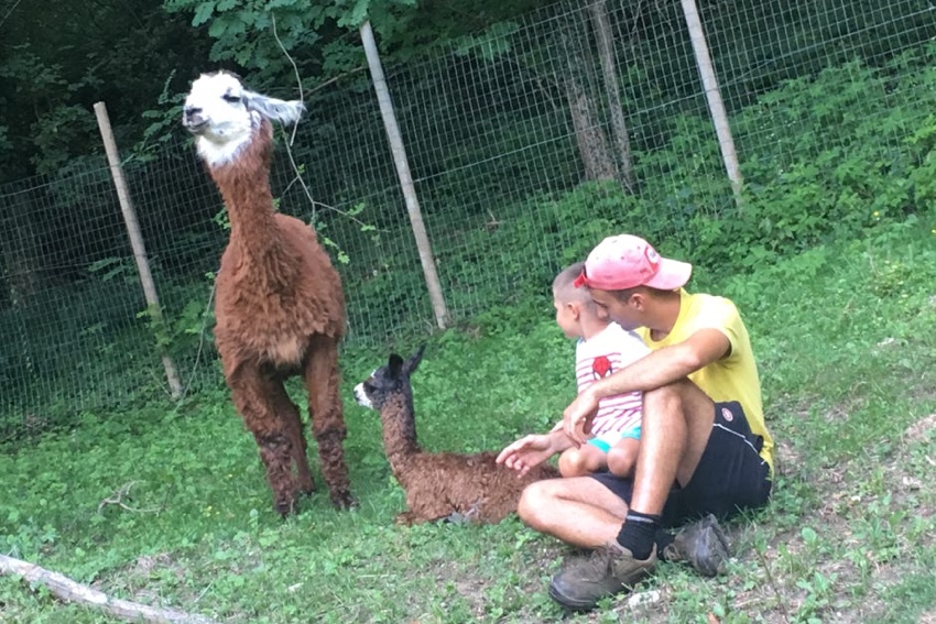 passeggiata con alpaca