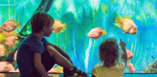Acquari in Italia: alla scoperta del mondo marino acquari da visitare