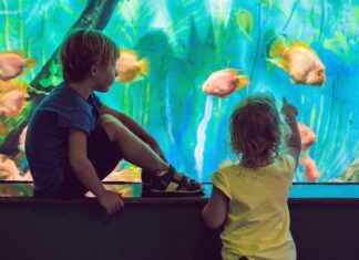 Acquari in Italia: alla scoperta del mondo marino acquari da visitare