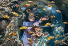Carnevale 2026 al Gardaland SEA LIFE Aquarium: un tuffo tra maschere e creature marine Gardaland SEA LIFE Carnevale 2026