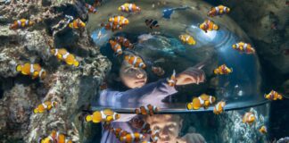 Carnevale 2026 al Gardaland SEA LIFE Aquarium: un tuffo tra maschere e creature marine Gardaland SEA LIFE Carnevale 2026
