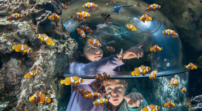 Carnevale 2026 al Gardaland SEA LIFE Aquarium: un tuffo tra maschere e creature marine Gardaland SEA LIFE Carnevale 2026