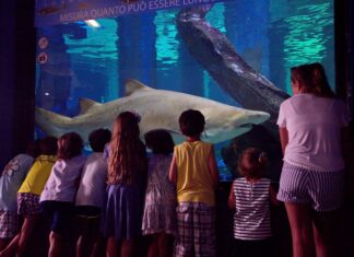 Acquario di Cattolica: mondo marino e dinosauri acquario di cattolica