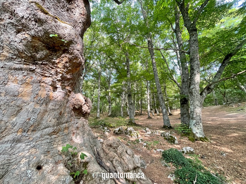 bosco di sant'antonio cosa vedere