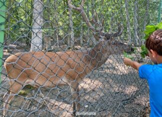 La Riserva Naturale Statale di Montedimezzo in Molise riverva naturale montedimezzo molise