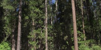 I parchi Nazionali degli Stati Uniti: quali sono i più belli da visitare parchi stati uniti