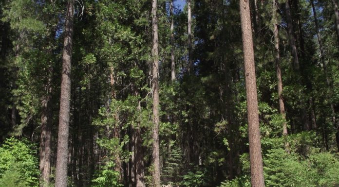 I parchi Nazionali degli Stati Uniti: quali sono i più belli da visitare parchi stati uniti