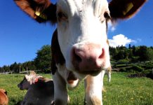 Transumanza: la festa del ritorno del bestiame in Trentino Alto Adige