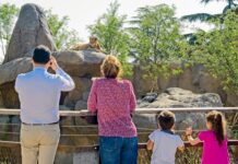 ZOOM Torino: guida completa al Bioparco di Cumiana famiglia che guarda un leone al Bioparco Zoom Torino