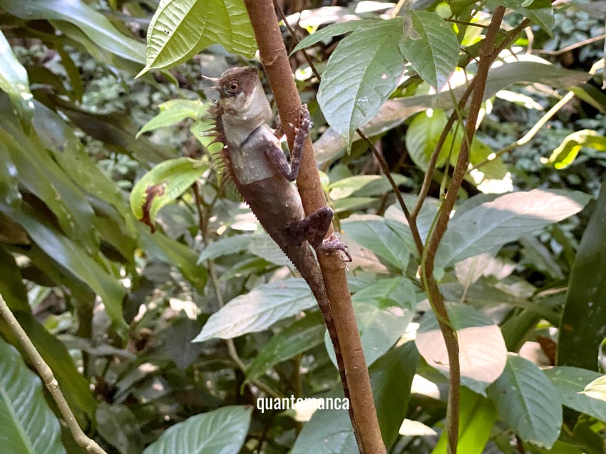 malesia cosa vedere