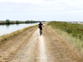 Escursione in bici nelle Valli di Comacchio: la ciclabile tra saline e fenicotteri rosa in bicicletta lungo le valli di comacchio in emilia romagna
