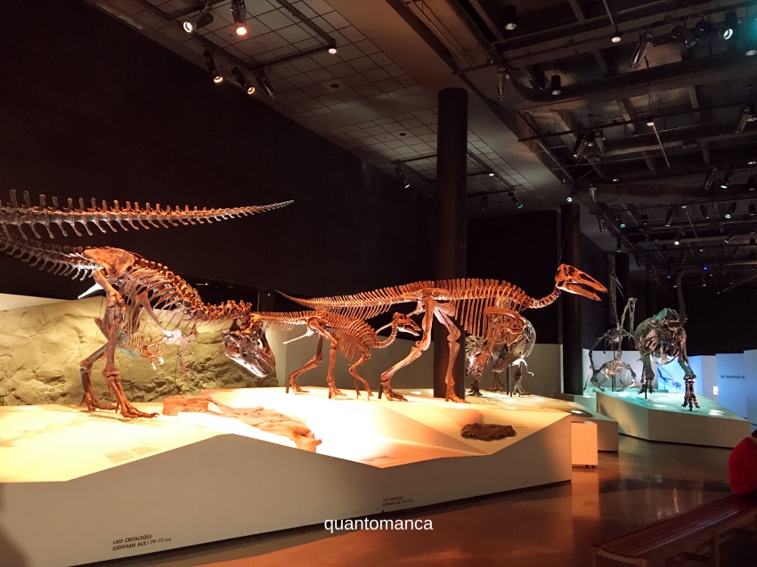 scheletri di dinosauri allo dinosauri allo Houston Museum of Natural Science